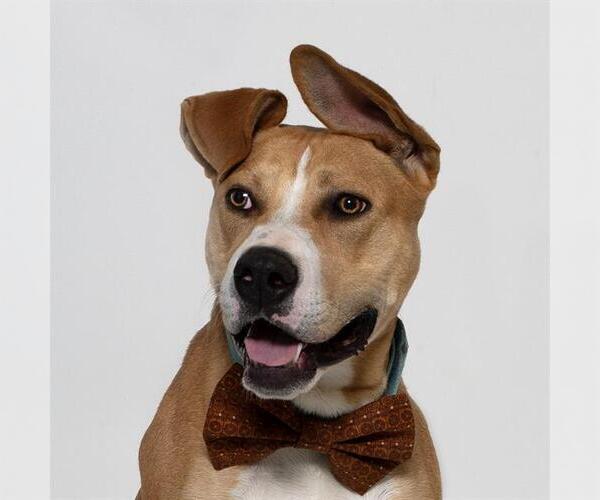 Medium Photo #1 American Pit Bull Terrier Puppy For Sale in Santa Barbara, CA, USA
