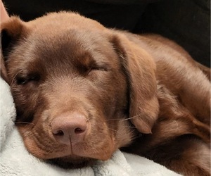 Labrador Retriever Puppy for sale in ALDERPOINT, CA, USA