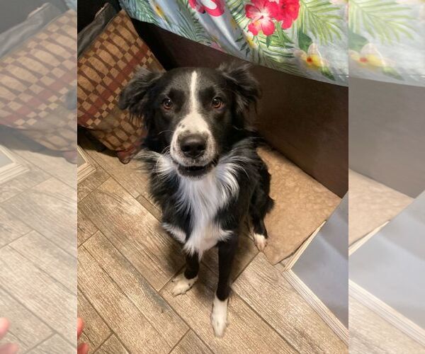 Medium Photo #2 Border Collie Puppy For Sale in Cliffwood, NJ, USA
