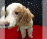 Small #3 Poodle (Toy)