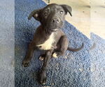 Small #11 Labrador Retriever Mix