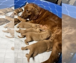 Mother of the Golden Retriever puppies born on 06/09/2023