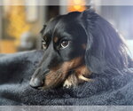 Small #1 Dachshund
