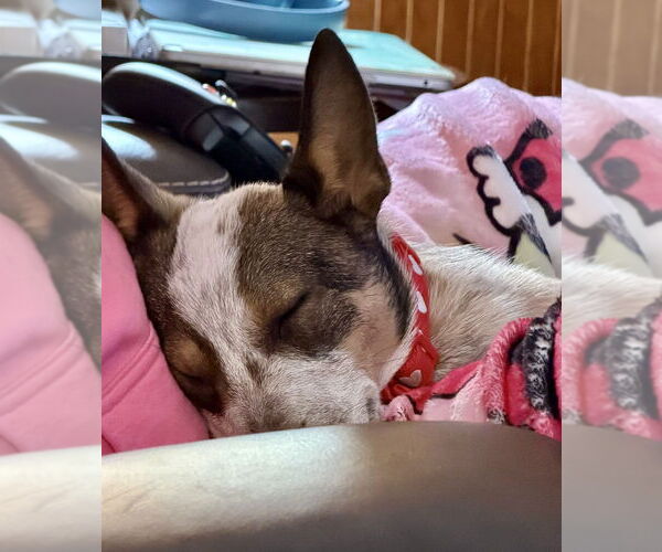 Medium Photo #3 Mutt Puppy For Sale in Springdale, PA, USA