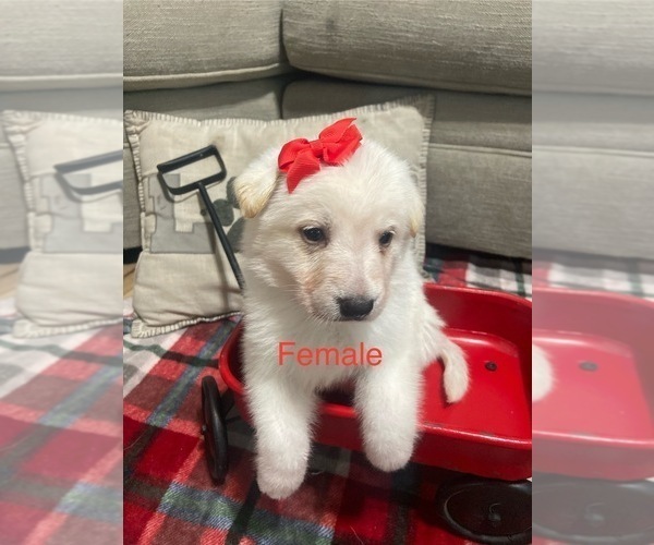 Medium Photo #11 German Shepherd Dog Puppy For Sale in ALACHUA, FL, USA