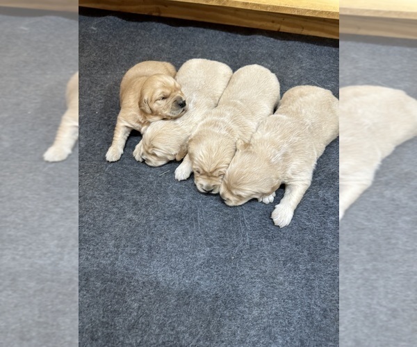 Medium Photo #2 Golden Retriever Puppy For Sale in FAYETTEVILLE, TN, USA