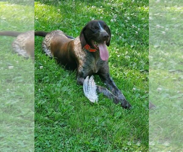 Full screen Photo #6 German Shorthaired Pointer Puppy For Sale in PRINCETON, IA, USA