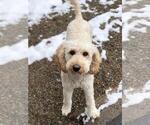 Small Photo #1 Goldendoodle Puppy For Sale in KALISPELL, MT, USA