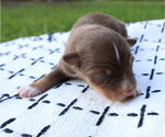 Small Photo #58 Miniature Australian Shepherd Puppy For Sale in DAWSON, GA, USA