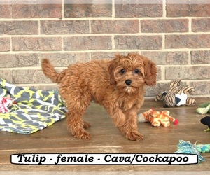 Mutt Puppy for sale in CLARKRANGE, TN, USA