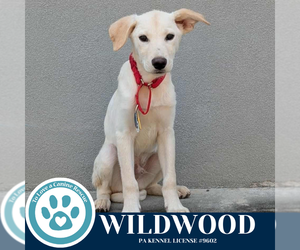 Huskies -Labrador Retriever Mix Dogs for adoption in Kimberton, PA, USA