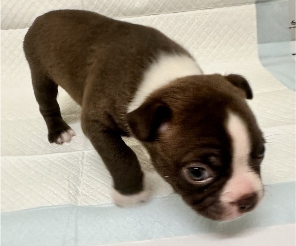 Medium Photo #2 Boston Terrier Puppy For Sale in JACKSONVILLE, NC, USA