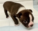 Small Photo #10 Boston Terrier Puppy For Sale in JACKSONVILLE, NC, USA