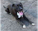 Small #2 Labrador Retriever Mix