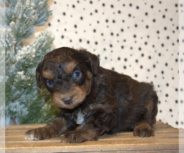 Medium Photo #21 Aussiedoodle Miniature  Puppy For Sale in NEWBERRY, IN, USA