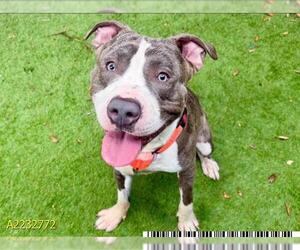 American Pit Bull Terrier Dogs for adoption in West Palm Beach, FL, USA
