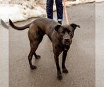 Small #5 Labrador Retriever Mix