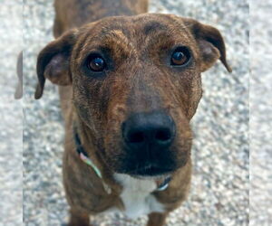 Plott Hound-Unknown Mix Dogs for adoption in Jefferson, WI, USA