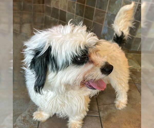 Medium Photo #9 Lhasa Apso-Unknown Mix Puppy For Sale in Arlington, VA, USA