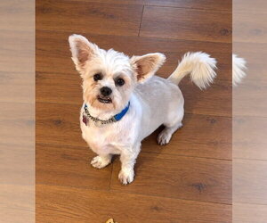 Yoda - Male Shih Tzu-Unknown Mix Dog for Adoption