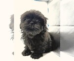 Puppy Lightning Shih Tzu