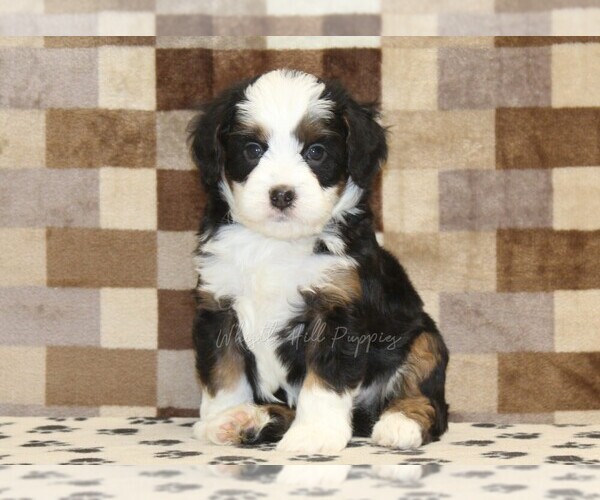 Medium Photo #3 Bernedoodle (Miniature) Puppy For Sale in DENVER, PA, USA