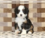 Small #2 Bernedoodle (Miniature)
