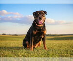 Small Rottweiler