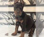 Small #1 Doberman Pinscher