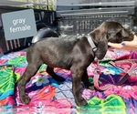 Small Photo #1 Plott Hound Puppy For Sale in GREENSBURG, IN, USA