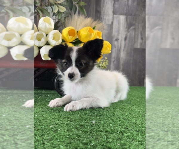 Medium Photo #4 Papillon Puppy For Sale in CANOGA, NY, USA