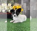 Small #3 Papillon