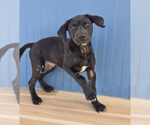 Medium Photo #2 American Staffordshire Terrier-Labrador Retriever Mix Puppy For Sale in Lakewood, CO, USA