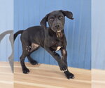 Small #1 American Staffordshire Terrier-Labrador Retriever Mix