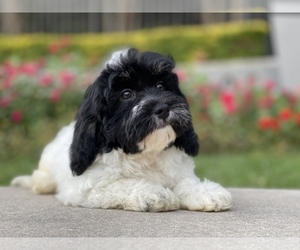 Cavanese-Havanese Mix Puppy for sale in HOUSTON, TX, USA