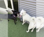 Small Photo #4 Mutt Puppy For Sale in Euless, TX, USA