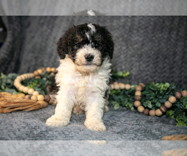 Medium Photo #2 Bernedoodle (Miniature) Puppy For Sale in NAPPANEE, IN, USA
