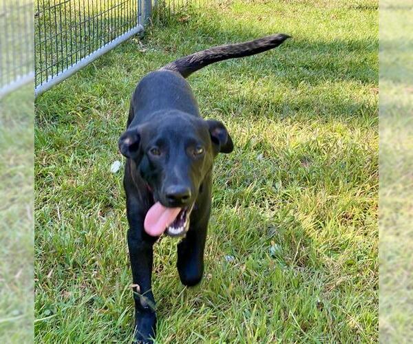 Medium Photo #1 Plott Hound-Unknown Mix Puppy For Sale in Dedham, MA, USA