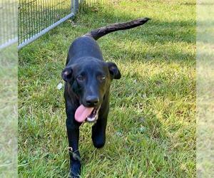 Plott Hound-Unknown Mix Dogs for adoption in Dedham, MA, USA