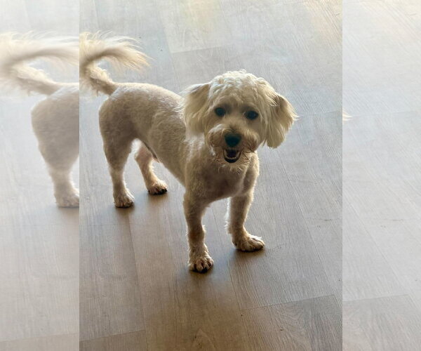 Medium Photo #4 Maltipoo (Miniature) Puppy For Sale in Corona, CA, USA
