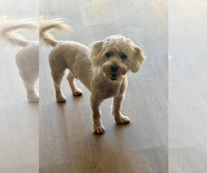 Joseph - Male Maltipoo (Miniature) Dog for Adoption - Photo #4