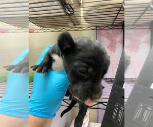 American Staffordshire Terrier-Unknown Mix Dogs for adoption in San Antonio, TX, USA