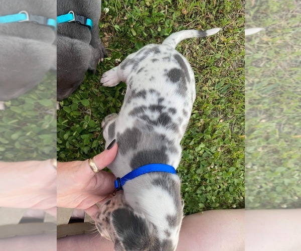 Medium Photo #2 Great Dane Puppy For Sale in PATRIOT, OH, USA