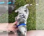 Small Photo #2 Great Dane Puppy For Sale in PATRIOT, OH, USA