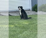 Small #1 Border Collie Mix