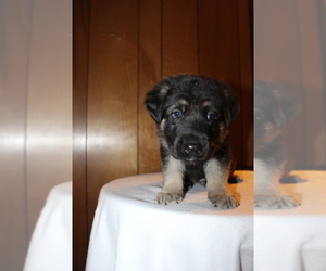 German Shepherd Dog Puppy for Sale in MORGAN, Vermont USA