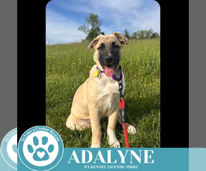 Shepradors Dogs for adoption in Kimberton, PA, USA