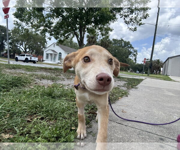 Medium Photo #6 Mutt Puppy For Sale in Sanford, FL, USA