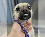 Small #1 Pug Mix