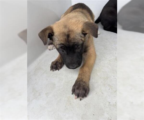 Medium Photo #1 German Shepherd Dog-Unknown Mix Puppy For Sale in Houston, TX, USA